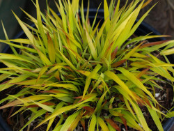 Hakonechloa 'Sunflare' - sadzonki P9 | Byliny Farm