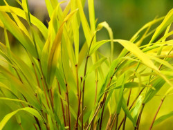 Hakonechloa 'Sunflare' - sadzonki P9 | Byliny Farm