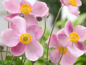 Zawilec 'Rose Shades' - sadzonki P9 | Byliny Farm