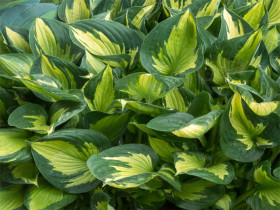 Funkia 'Colored Hulk' - sadzonki C0,7 | Byliny Farm