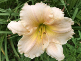 Liliowiec 'Lullaby Baby' - sadzonki 1L | Byliny Farm