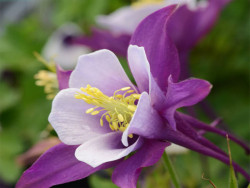 Orlik 'Earlybird Purple White' - purpurowo-biały kwiat z bliska