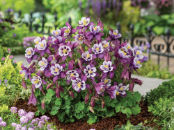 Orlik 'Earlybird Purple White' - zwarta kępa na rabacie przy ścieżce