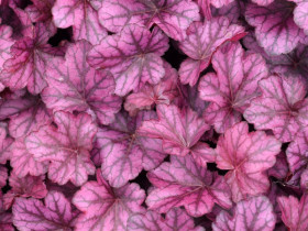 Żurawka 'Wild Rose' - sadzonki C0,7 | Byliny Farm