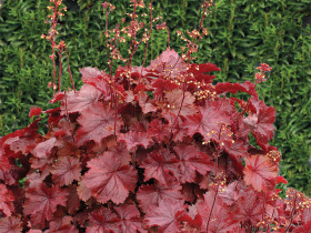 Żurawka 'Northern Exposure Red' - sadzonki C0,7 | Byliny Farm
