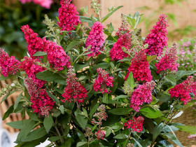 Budleja 'Butterfly Candy Little Ruby' - sadzonki 1L | Byliny Farm