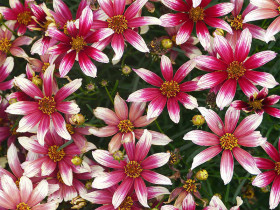 Nachyłek 'Sunstar Rose' - sadzonki C0,7 | Byliny Farm