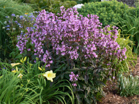 Penstemon 'Midnight Masquerade' - sadzonki C0,7 | Byliny Farm