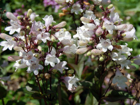 Penstemon 'Husker Red' - sadzonki P9 | Byliny Farm