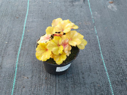 Żurawka 'Champagne' - sadzonki C0,7 | Byliny Farm