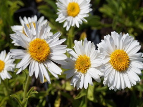 Aster alpejski 'White' - sadzonki P9 | Byliny Farm