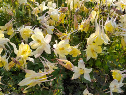 Orlik 'Spring Magic Yellow' - jasnokremowe kwiaty i pąki w kępie