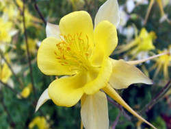 Orlik 'Spring Magic Yellow' - pojedynczy żółty kwiat z pręcikami z bliska