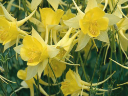 Orlik 'Spring Magic Yellow' - jasnożółte kwiaty z długimi ostrogami