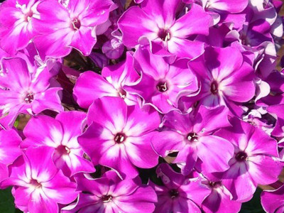 Płomyk wiechowaty 'Early Purple Eye' - sadzonki P9 | Byliny Farm