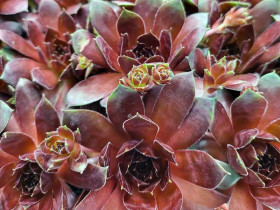 Rojnik 'Lacerta' - sadzonki P9 | Byliny Farm