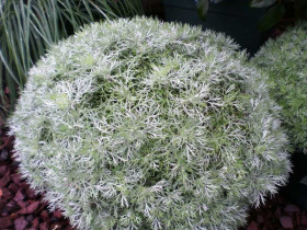 Bylica 'Silver Mound' - sadzonki P9 | Byliny Farm