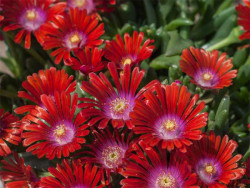 Delosperma 'Sundella Red' - sadzonki P9 | Byliny Farm