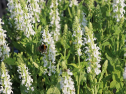 Szałwia omszona 'Sensation Compact White' - sadzonki | Byliny Farm