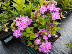 Płomyk wiechowaty 'Early Purple Eye' - sadzonki P9 | Byliny Farm