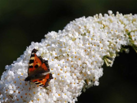 Budleja 'White Profusion' - sadzonki P11 1 l | Byliny Farm
