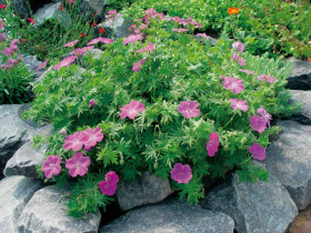 Bodziszek czerwony 'Vision Violet' - sadzonki | Byliny Farm