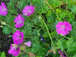 Bodziszek czerwony 'Vision Violet' - kwiaty wśród powcinanych liści z bliska