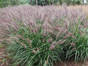 Rozplenica 'Red Head' - sadzonki | Byliny Farm