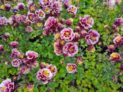 Orlik 'Winky Double Red&White' - sadzonki P9 | Byliny Farm