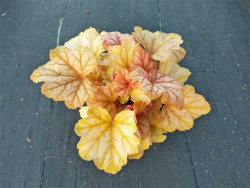 Żurawka 'Champagne' - sadzonki C0,7 | Byliny Farm