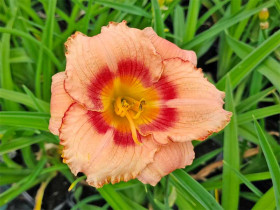 Liliowiec 'Strawberry Candy' - sadzonki 1L | Byliny Farm