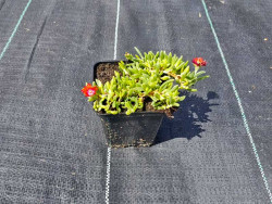 Delosperma 'Sundella Red' - sadzonki P9 | Byliny Farm