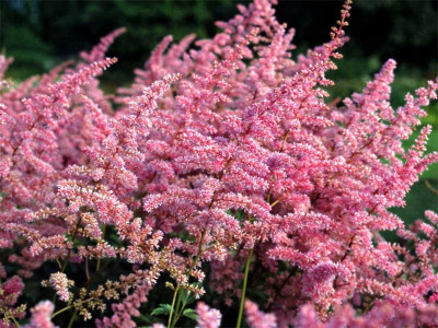 Tawułka Arendsa 'Cattleya' - sadzonki 1L | Byliny Farm