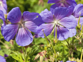 Bodziszek himalajski 'Baby Blue' - sadzonki | Byliny Farm