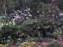 Świecznica 'Brunette' (pluskwica) - sadzonki | Byliny Farm