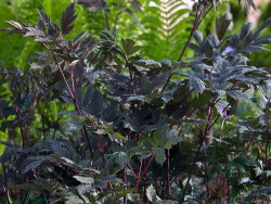 Świecznica 'Brunette' (pluskwica) - sadzonki | Byliny Farm