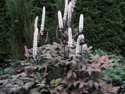 Świecznica 'Brunette' (pluskwica) - sadzonki | Byliny Farm