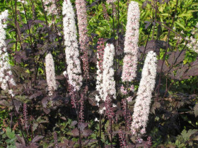 Świecznica 'Atropurpurea' (pluskwica) - sadzonki | Byliny Farm