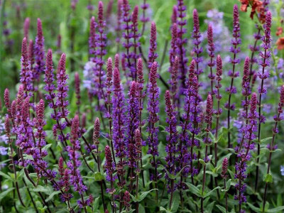 Szałwia omszona 'Caradonna' - sadzonki P9 | Byliny Farm