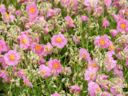 Posłonek 'Lawrenson's Pink' - sadzonki P9 | Byliny Farm
