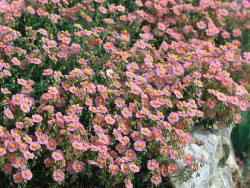 Posłonek 'Lawrenson's Pink' - sadzonki P9 | Byliny Farm