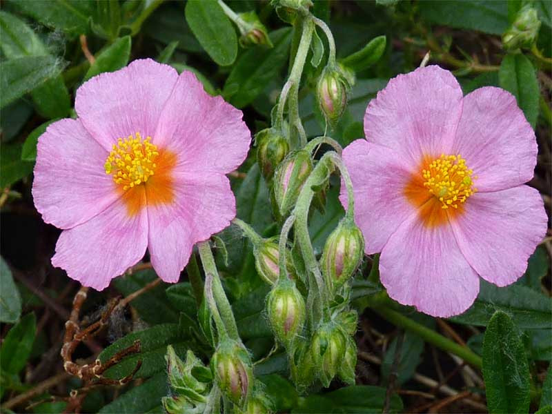 Posłonek 'Lawrenson's Pink' - sadzonki P9 | Byliny Farm