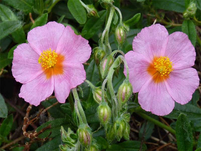 Posłonek 'Lawrenson's Pink' - sadzonki P9 | Byliny Farm