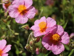 Posłonek 'Lawrenson's Pink' - sadzonki P9 | Byliny Farm