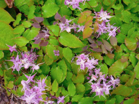 Epimedium 'Lilafee' - sadzonki C0,7 | Byliny Farm