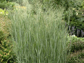 Proso rózgowate 'Heavy Metal' - sadzonki | Byliny Farm