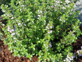 Macierzanka cytrynowa 'Lemon' - sadzonki P9 | Byliny Farm