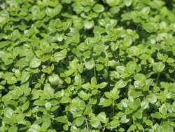 Macierzanka cytrynowa 'Lemon' - drobne liście z bliska