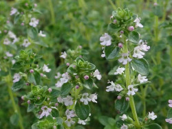 Macierzanka cytrynowa 'Lemon' - białawe kwiaty i różowe pąki z bliska