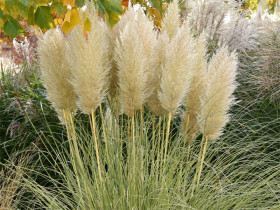 Trawa pampasowa 'Golden Goblin' - sadzonki 1L | Byliny Farm